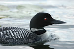 Common Loon, Minnesota State Bird Common Loon, Minnesota State Bird