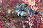 Gray Wolf Gray Wolf
